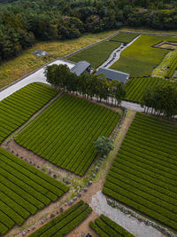 Top view of tea plantation south korea