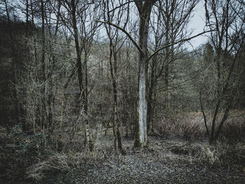 Bare trees in forest