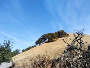 Low angle view of trees on hill against blue sky
