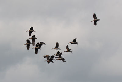 Low angle view of birds flying against sky