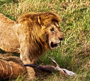 Lion relaxing on field