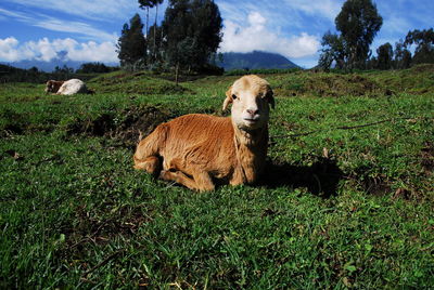 Portrait of lamb on grassy field in farm