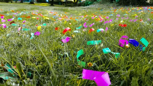 Flowers blooming in grassy field