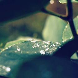 Close-up of water drops on leaf