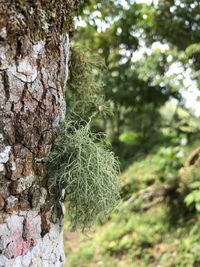 Close-up of tree trunk