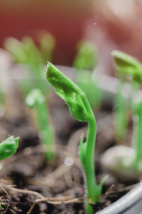 Close-up of plant growing on field
