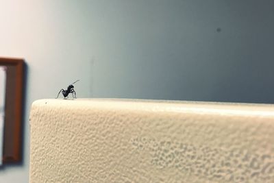 Close-up of insect perching on floor