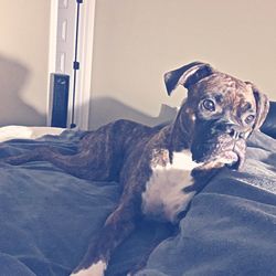 Portrait of dog on bed at home