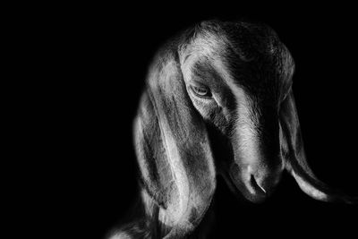 Close-up of a dog over black background