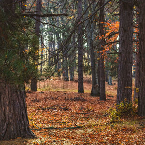 Trees in forest during autumn