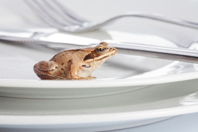 Close-up of a cat in plate