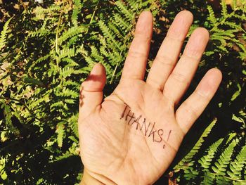 Close-up of hand on plant