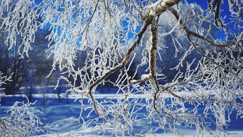 Close-up of frozen bare tree during winter