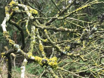 Close-up of flowering plant on branch