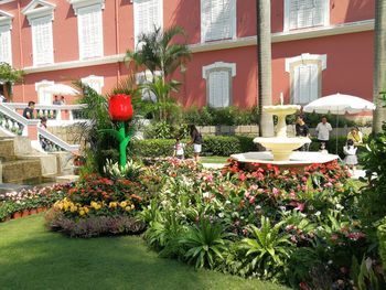 Potted plants in front of building