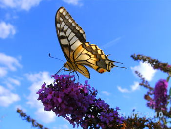 Low angle view of butterfly on flower