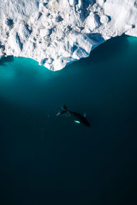 High angle view of whale swimming in sea