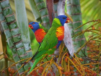 View of parrot perching on branch