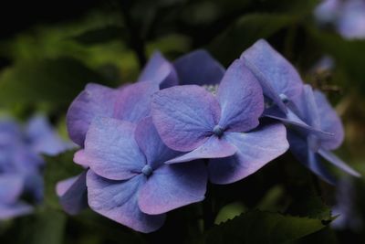 Close-up of purple flowers