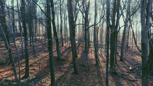 View of trees in forest