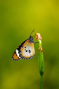 Close-up of butterfly perching on leaf