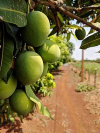 Close-up of fruits growing on tree