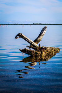 Crane in a lake