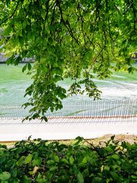 Plants and trees in park