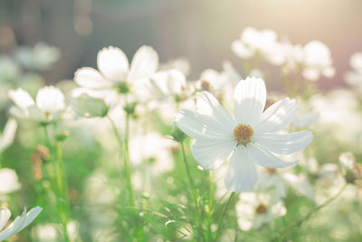 Beautiful white cosmos flower blooming in the field with sunlight