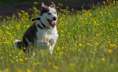 Portrait of dog on field