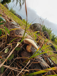 Close-up of mushroom growing on field