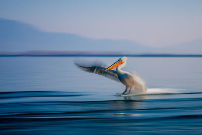 Bird in sea against sky