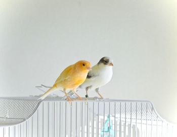 Bird perching on floor