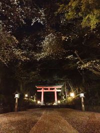 Illuminated trees at night