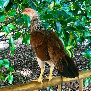 Close-up of a bird on land