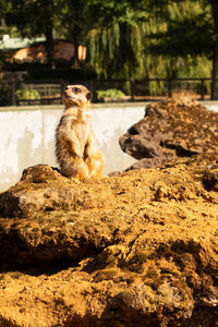 View of a meerkat sitting on rock