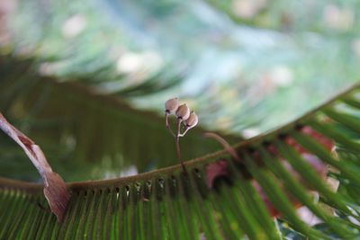 Close-up of green leaves on plant