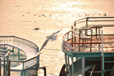 Seagulls in varanasi