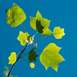 Close-up of yellow leaves against blue sky