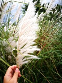 Close-up of hand holding grass