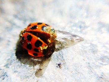 Close-up of insect