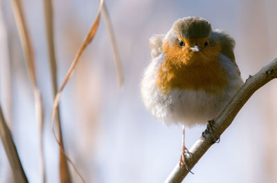 Close-up of bird perching outdoors