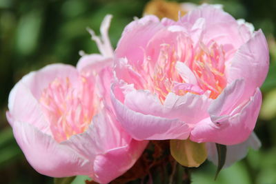 Close-up of pink rose