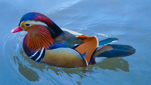 High angle view of duck swimming in lake