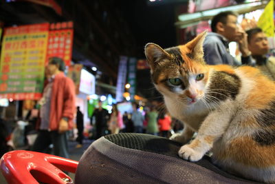 Stray cat in feng chia night market.