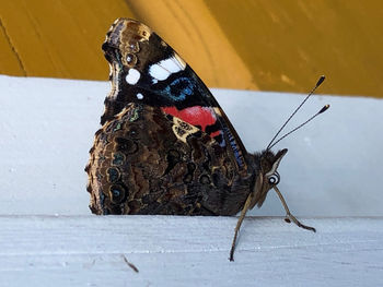 Close-up of butterfly