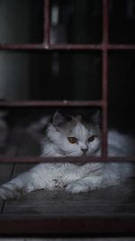 Portrait of cat resting on floor