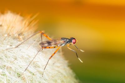 Close-up of insect on flower