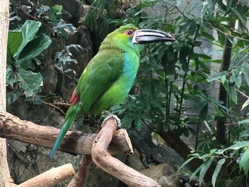 Bird perching on a tree