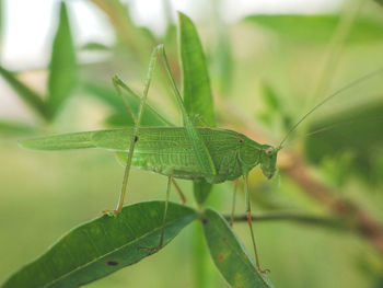 Close-up of grasshopper on leaf